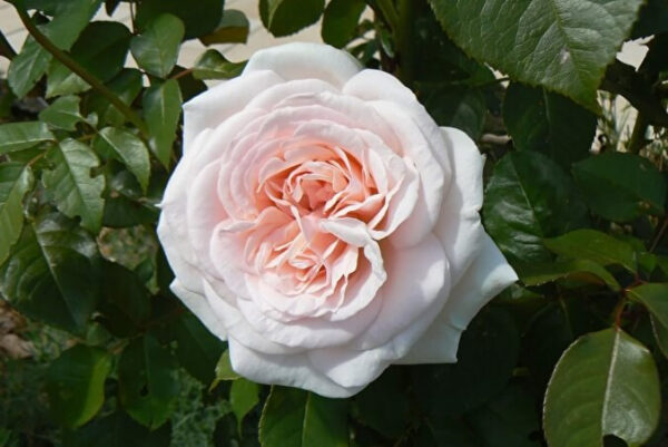 Троянда Prince Jardin (Принц Жардин)