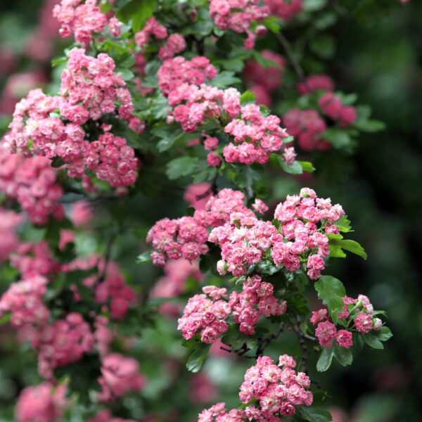 Глід декоративний, саджанці дворічні (Бояришник)