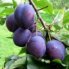 prunus-anna-shpet-2.webp Cлива Анна Шпет