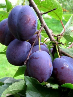 Cлива Анна Шпет