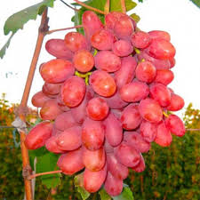 Приображеніє