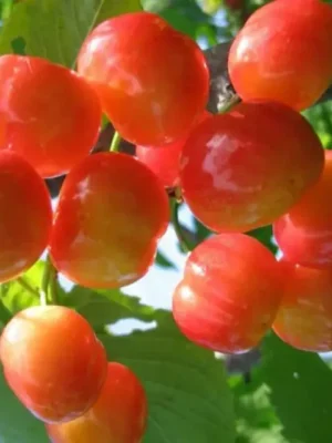 присадибна Черешня Присадибна