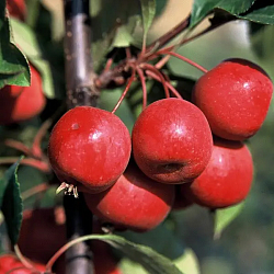 Райська яблуня