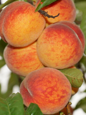 rjyljh.jpg Персик "Кондор" ранній термін дозрівання