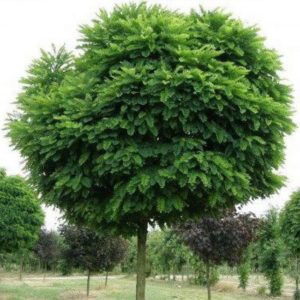 Акація Рубінія