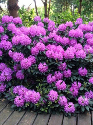 Рододендрон Розеум Елеганс ФІОЛЕТОВИЙ