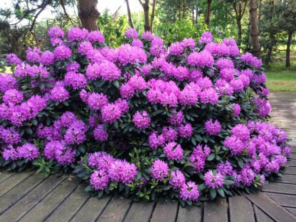 Рододендрон Розеум Елеганс ФІОЛЕТОВИЙ