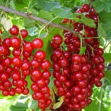 Ролан смородина (Порічка-червона)