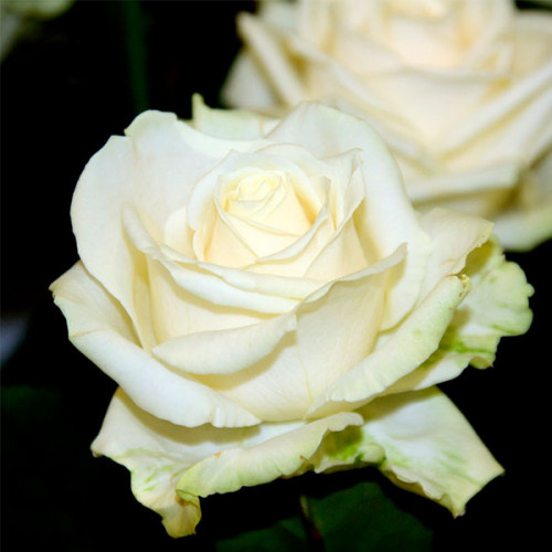 rosa_avalanz_2-500x500-1.jpg Троянда Аваланш (Avalanche)