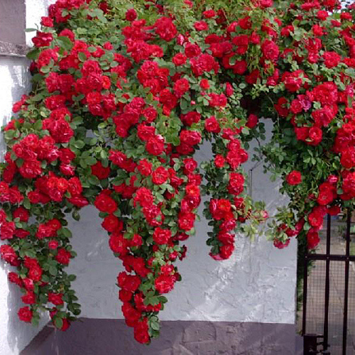 Троянда "Фламентанц" плетиста