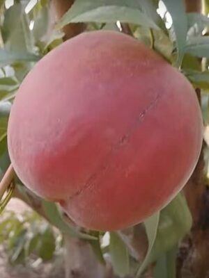 РОЯЛ ПРАЙД РОЯЛ ПРАЙД- середньо-пізній сорт американської селекції