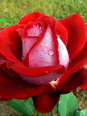 roza-liuksor-luxor-500x500 Троянда Люксор (Luxor)