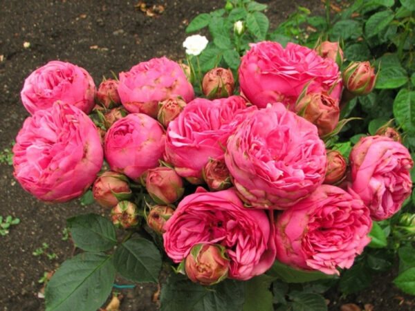 Троянда Пінк Піано (Pink Piano)