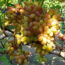 Виноград "Роза рання"