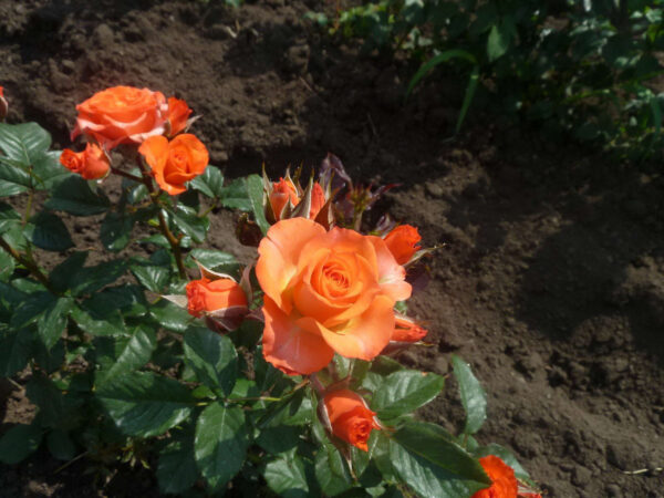 Троянда спрейка Алергія