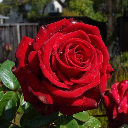 roza_chayno-gibridnaya_eksplorer_explorer-55271997592515.jpg Троянда Експлорер (Explorer)