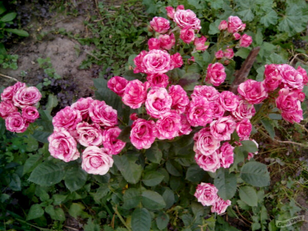 Троянда спрейка Пінк Флеш