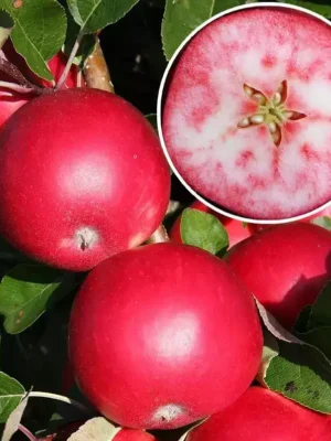 Яблуня "Розетта" (Червоном'ясне)