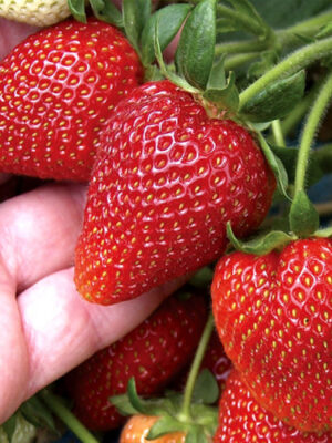 Румба 10шт рання