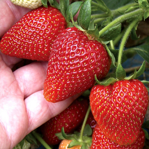 Румба 10шт рання