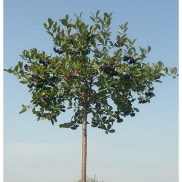 Аронія штамб