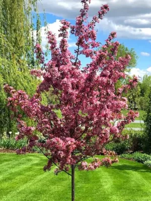 Сакура Роял Бургунді