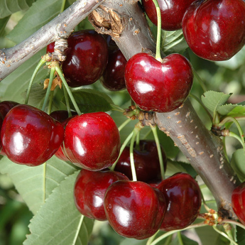 Черешня Саміт