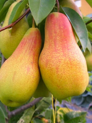 Груша Санта Марія