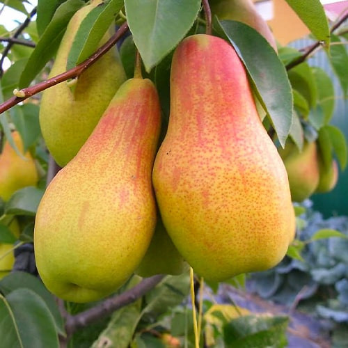 Груша Санта Марія