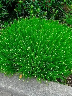 Сантоліна зелена Сантоліна зелена