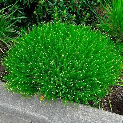 Сантоліна зелена Сантоліна зелена