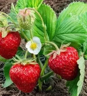 Полуниця"Пегас"(середньо-пізний сорт ) 10 шт 150грн