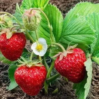 Полуниця"Пегас"(середньо-пізний сорт ) 10 шт 150грн