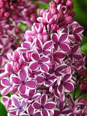 Бузок Сенсація