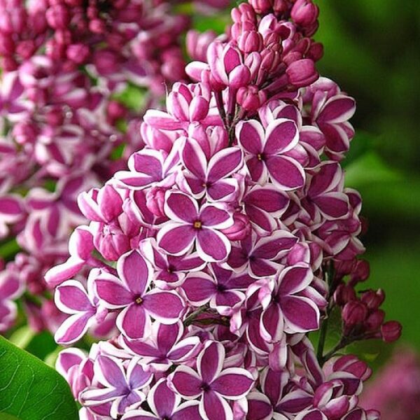 Бузок Сенсація