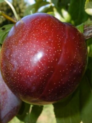 Шарафуга 2 Гібрид"Шарафуга"( Деплоїдна слива-персика та абрикоса)