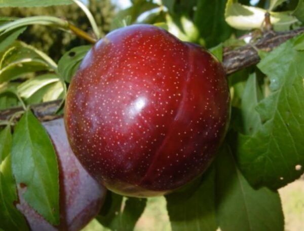 Шарафуга 2 Гібрид"Шарафуга"( Деплоїдна слива-персика та абрикоса)