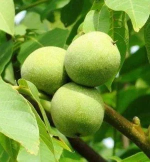 Грецький горіх Аврора