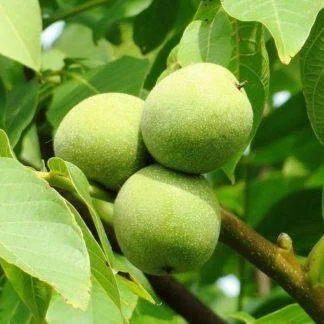 Грецький горіх Аврора