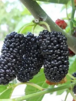 Шовковиця "Баронеса" (чорна)