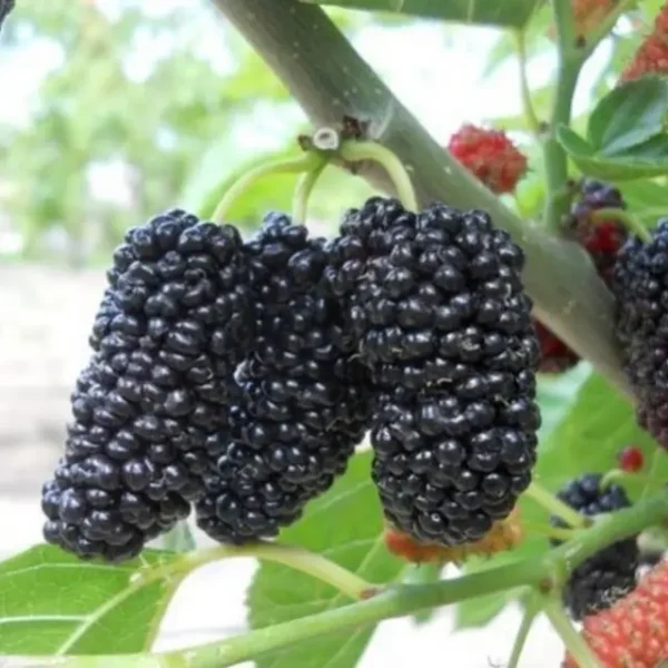 Шовковиця “Баронеса” Шовковиця "Баронеса" (чорна)