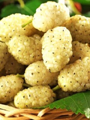 Шовковиця "Біла медова"