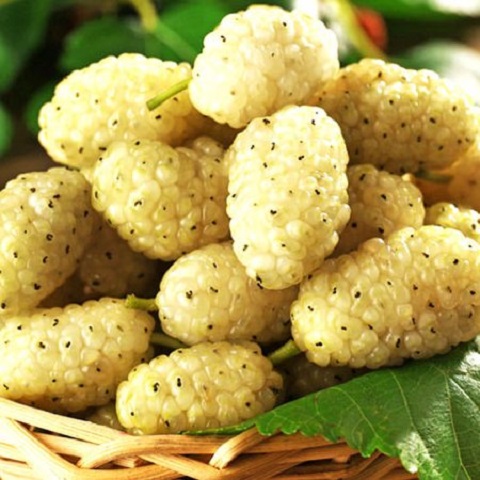 Шовковиця “Біла медова” Шовковиця "Біла медова"