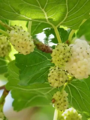 Шовковиця "Білий Ангел", саджанці дворічні