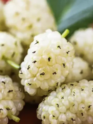 Шовковиця "Cтамбульська біла"