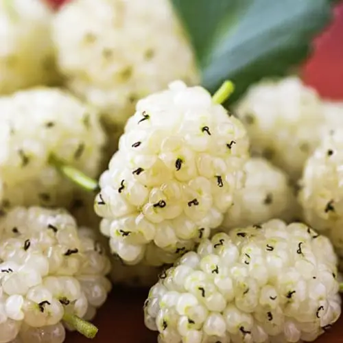 Шовковиця "Cтамбульська біла"