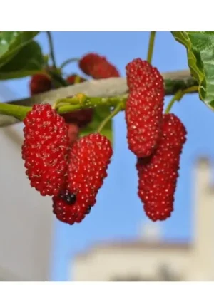 Шовковиця "Мереживо"