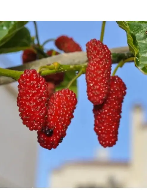 Шовковиця "Мереживо"