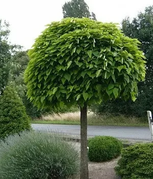 Шовковиця шаровидна, на штамбі