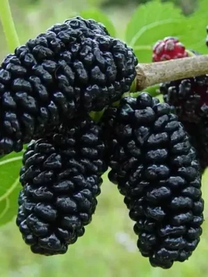 Шовковиця "Шеллі" (чорна)